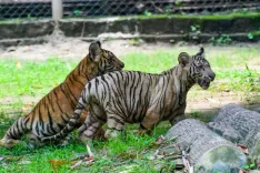 India's wildlife wins praised globally, but 'poor country' remark sparks sharp rebuke