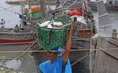 Bangladesh lifts hilsa ban as 42,000 fishermen return, but declining catches raise supply fears