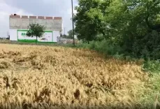 बेमौसम बारिश ने किसानों को संकट में डाला, गेहूं की फसल को भारी नुकसान