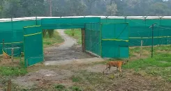 Tigress T138 released into Buxa Tiger Reserve, West Bengal's first reintroduction