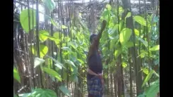 How are Betel Leaf Farmers in TN's Dharmapuri Coping with Falling Prices?