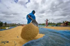 भारत के बासमती चावल का निर्यात वित्त वर्ष 2024-25 में करीब 2,000 करोड़ रुपए बढ़ा 