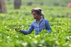 भारत का चाय निर्यात बढ़कर वित्त वर्ष 2024-25 में 2.58 लाख टन रहा