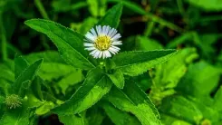 भृंगराज : बालों से लेकर लिवर तक, स्वास्थ्य के लिए चमत्कारिक औषधि