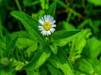 भृंगराज: बालों के साथ-साथ पित्त और वात को संतुलित करने में सहायक, जानें इसके लाभ