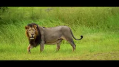 Bhupender Yadav Hails Asiatic Lion's Rise to 891