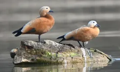 Bhupender Yadav: India's Ramsar Sites Hit 103
