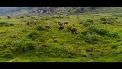 Bhupender Yadav Reaffirms India's Elephant Conservation Pledge