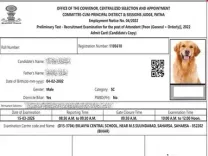 बिहार कोर्ट भर्ती एडमिट कार्ड में उम्मीदवार की जगह कुत्ते की तस्वीर