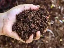 Why is the BJD Criticizing Mohan Majhi's Government Over Fertiliser Shortage in Odisha?