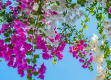 बोगनवेलिया फूल: सिर्फ सुंदर ही नहीं, बल्कि औषधीय गुणों का खजाना, तना से जड़ तक फायदेमंद