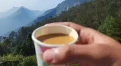 ब्रश के तुरंत बाद चाय क्यों नहीं पीनी चाहिए? जानिए एक आम सी लेकिन जरूरी बात!