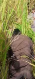 BSF shoots two Pakistani intruders dead at Punjab border in Tarn Taran