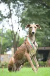 Will BSF Unveil India's First Indigenous Dog Contingent at Ekta Diwas Parade?