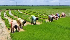 Women farmers drive 60-80% of India's farm work — and policy is finally catching up