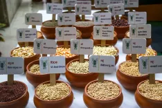 Can India Achieve 350 Lakh Tonnes of Pulses Production by 2030-31?