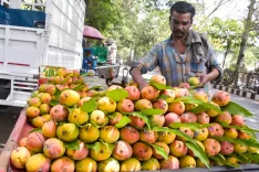 Karnataka mango growers get ₹1,750/quintal relief under MIS for Totapuri crop