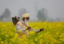 MSP for Rabi crops 2027-28 hiked: Safflower gets ₹675/quintal boost