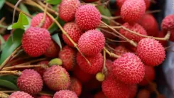 Shivraj Singh Chouhan forms expert panel to save Bihar's litchi crop from stink bug