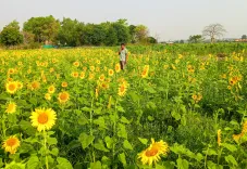 Centre clears ₹4,886 crore MSP package for sunflower, gram farmers