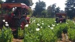 How Is the Centre Supporting Farmers in Opium Poppy Cultivation?