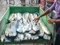 PMMSY: Centre releases ₹2,208.74 crore to states for fisheries push in 3 years