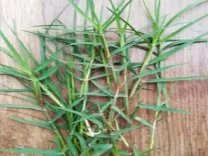 चैत्र नवरात्र में दूब घास का महत्व: पूजा से लेकर औषधीय लाभ तक