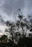 चक्रवात 'अर्नब' का झारखंड पर असर: 9 जिलों में भारी बारिश का अलर्ट, रांची-लोहरदगा में 2 दिन स्कूल बंद