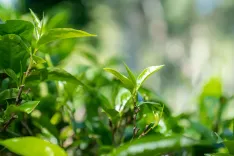 क्या चीन-श्रीलंका कृषि विज्ञान, प्रौद्योगिकी और संस्कृति आदान-प्रदान सप्ताह का शुभारंभ हुआ?