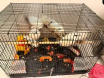 क्या चेन्नई एयरपोर्ट पर दुर्लभ बाली मैना लेकर पहुंचे तीन आरोपी हिरासत में हैं?