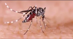Chennai dengue surge: 140 cases in 10 days as fever spike hits city suburbs
