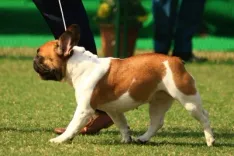 Is Chennai Launching a Door-to-Door Survey for Pet Dog Microchipping and Licensing?