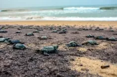 Will Chennai's New Elite Marine Patrol Protect Our Coastline and Sea Turtles?