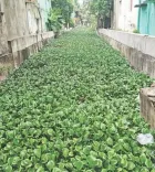 Vyasarpadi canal choked by hyacinth raises Chennai flood fears