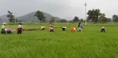 PMFBY in Dhamtari: 81,000 farmers insure 84,277 hectares, a 5-year high