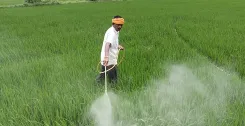 धमतरी में फसल बीमा योजना ने तोड़ा 5 साल का रिकॉर्ड, 81,000 किसानों ने 84,277 हेक्टेयर का बीमा कराया