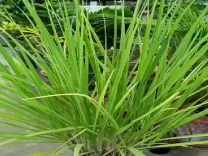 लेमन ग्रास: एक छोटा पौधा, बड़े स्वास्थ्य लाभ और उपयोग