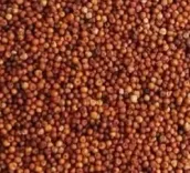 क्या छोटे-छोटे दानों में सेहत का बड़ा खजाना है फिंगर मिलेट?