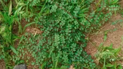 'चमत्कारिक छोटी दूधी', पेट और त्वचा दोनों का रखती है ख्याल