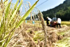 चीन का अनाज उत्पादन लगातार दो साल से 70 करोड़ टन से अधिक, प्रति व्यक्ति उपलब्धता 500 किलो पार