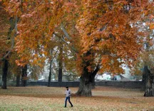 650-year-old Chinar tree in J&K's Budgam among Asia's oldest