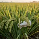 Chinese scientists crack Asian-African rice crossbreeding barrier
