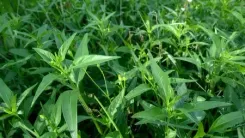 चिरायता : स्वाद में कड़वी, लेकिन असरदार, आयुर्वेद से जानें चमत्कारी फायदे