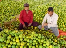 How Will the Clean Plant Programme Strengthen India’s Horticulture and Empower Farmers?