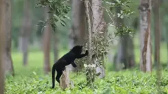 CM Assam Office Spots Rare Black Panther at Manas
