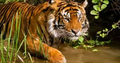 CM Assam: Tiger count rises fourfold at Nameri Reserve
