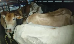 CM Himanta Flags Cattle Smuggling Bust in Assam's Gossaigaon