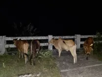 CM Himanta Flags Kokrajhar Police Cattle Recovery Op
