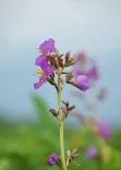 CM Himanta flags new flower species found in Manas National Park