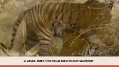 CM Himanta Hails PM Modi's Mann Ki Baat Shoutout for Assam Wildlife